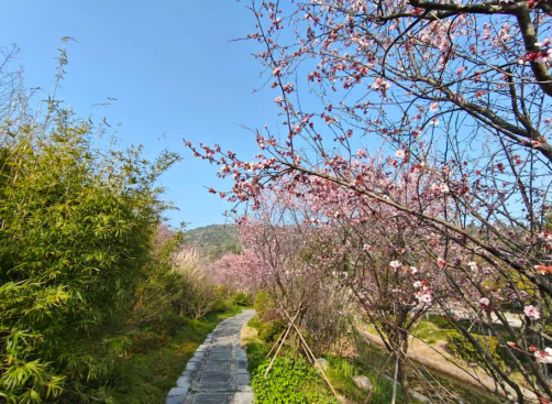 D2：红豆杉苑 → 临海长城 → 紫阳古街 → 返回